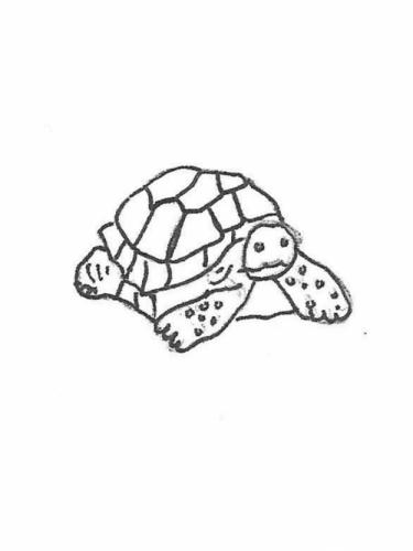 Snapper Turtle - 12"